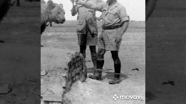 медведь на войне