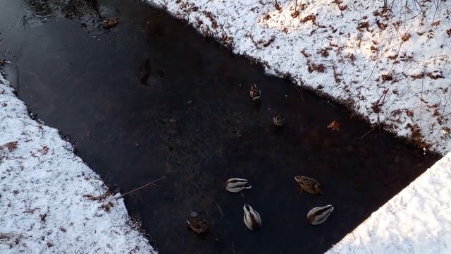необычные цветные утки на льду в парке смотреть онлайн