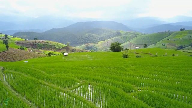 лечебная музыка для сердца и сосудов 🌿 успокаивает нервную систему и радует душу смотреть онлайн