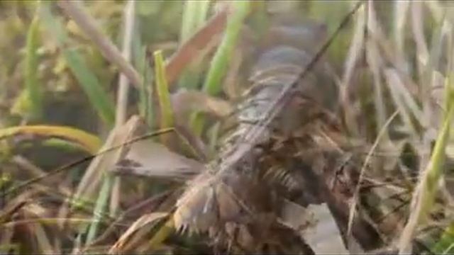 Rak riečny /Astacus astacus/ смотреть онлайн