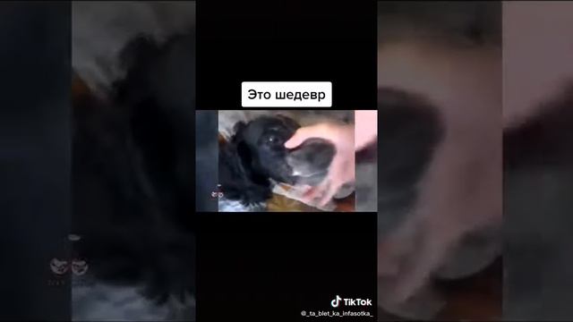 Музыка животных 🤣🤣🤣