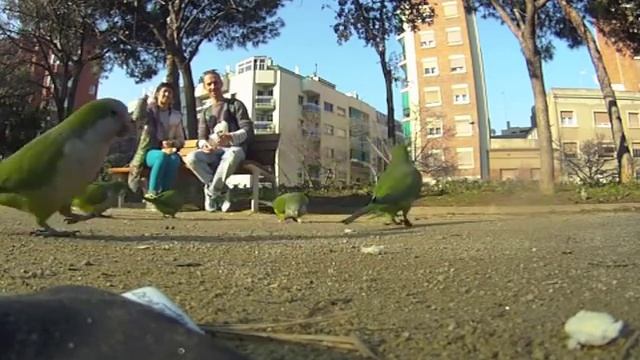 IY& ENA: Барселонские попугаи(Barcelona parrots) смотреть онлайн