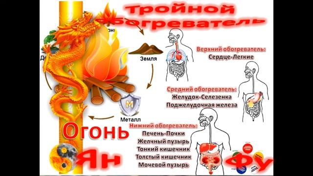 Теория У-Син. Функции Чжан и Фу органов. Перикард и Тройной обогреватель смотреть онлайн