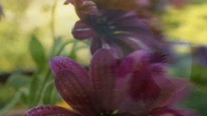 Дмитрий Бикбаев - Живой цветок instrumental