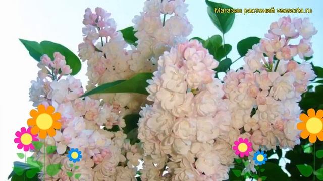 Сирень обыкновенная Красавица Москвы. Краткий обзор, описание Syringa Vulgaris Krasavitca Moskvy