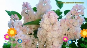 Сирень обыкновенная Красавица Москвы. Краткий обзор, описание syringa vulgaris Krasavitca Moskvy