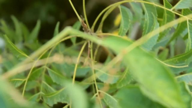 Canon T3i 600D Test Footage смотреть онлайн