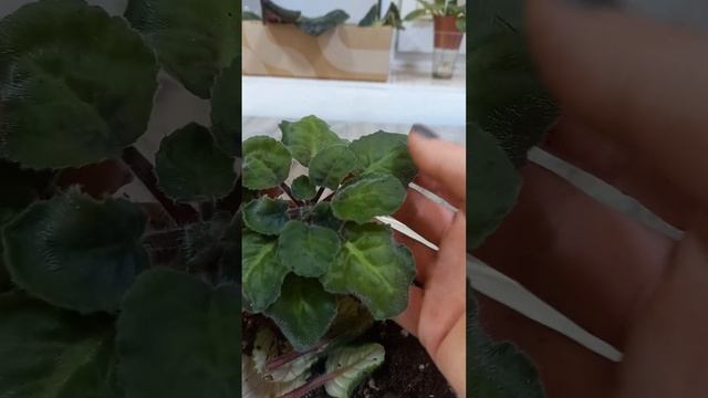 У фиалки вялые листья, что делать? смотреть онлайн