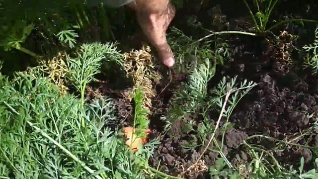 Копаем морковь скобой смотреть онлайн