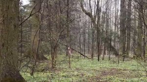 Голышом по ЛЕСУ