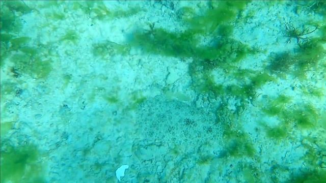 Занзибар под водой смотреть онлайн