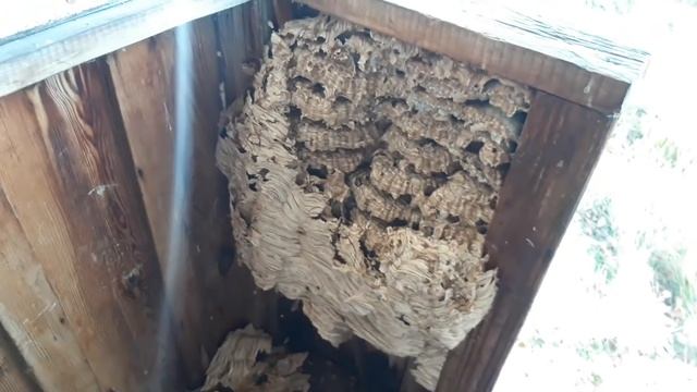 Шершни. Уничтожаем огромное гнездо. смотреть онлайн