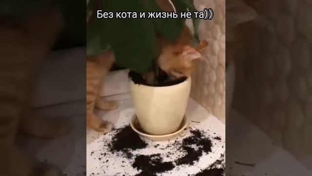 Без кота и жизнь не та