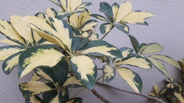 Schefflera plant - Care and Propagation #schefflera #keralaherbalcare смотреть онлайн