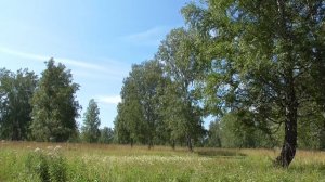 Футаж релакс берёзы на поле 2020 079