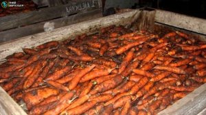 Выращивание моркови. Бизнес идея