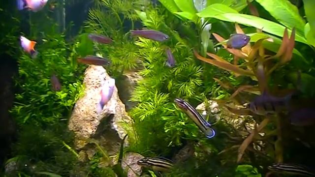 #Aquarium. Декоративный аквариум с разными рыбами.. смотреть онлайн