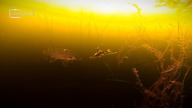 7 INSANE UNDERWATER ATTACKS | Team Galant смотреть онлайн