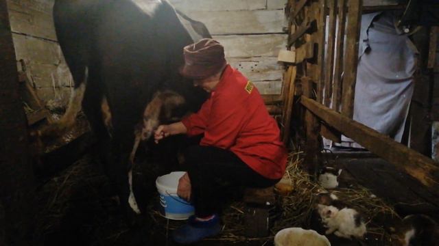 УТРОМ ПРИШЛИ ДОИТЬ КОРОВУ смотреть онлайн