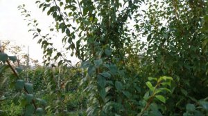 САМЫЙ ПОЗДНИЙ СОРТ СЛИВЫ АНЖЕЛИНО