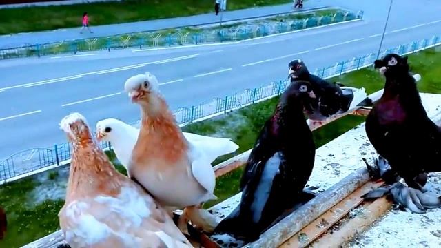 Голубь голубе.Это мой мир.голуби.Голубей смотреть. Птицы. голубятня. смотреть онлайн