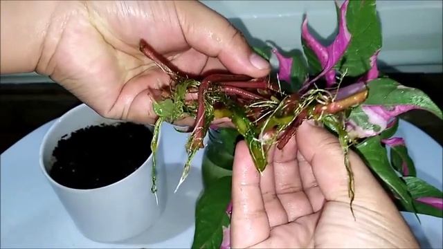 Alternanthera Ficoidea 