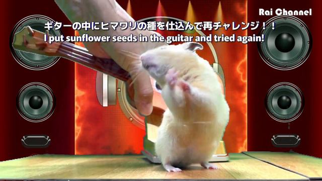 演奏をするハムスターギタリスト смотреть онлайн