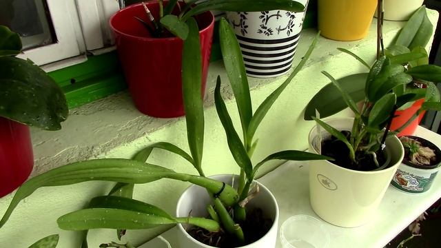 Sugar coating my Orchids смотреть онлайн