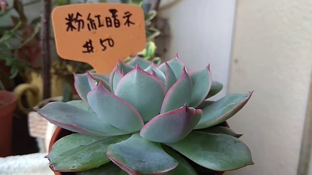 粉紅暗示Echeveria Pink Tips смотреть онлайн