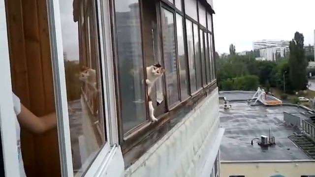 Кошка защищает балкон смотреть онлайн