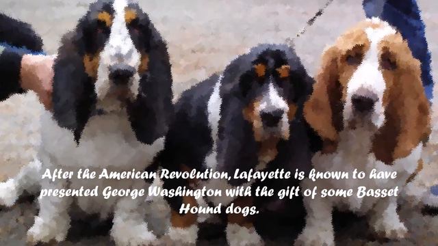 DOG TRIVIA BASSET HOUND смотреть онлайн