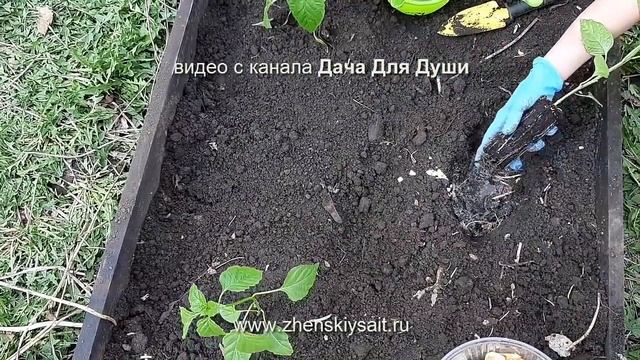 10 ОШИБОК при выращивании сладкого ПЕРЦА смотреть онлайн