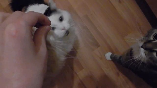 Учим котиков команде "служить" смотреть онлайн