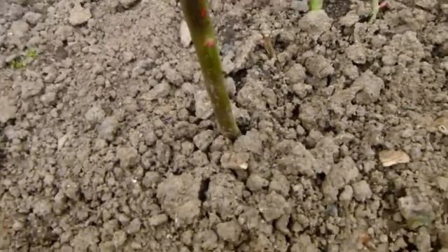 Лучший способ взрастить базальные побеги у роз и нужно ли удалять лишние растущие почки у роз. смотреть онлайн