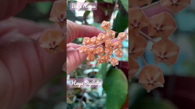 First time! Cute little yellow ones from Hoya Sigilatis смотреть онлайн