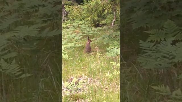 Зайчиха уводит от зайчат. смотреть онлайн