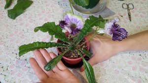 Стрептокарпусы уход! Почему подсыхают кончики или края листьев у стрептокарпуса?