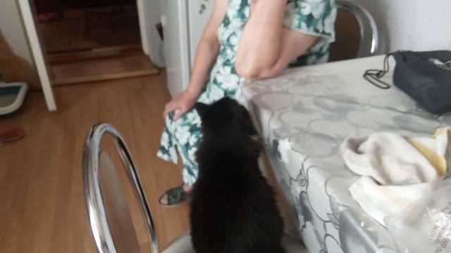 наша кошка после того как всех разбудила😁 смотреть онлайн