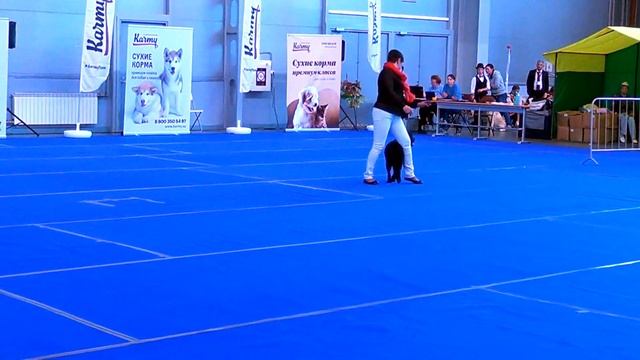 Алещенкова Елена - Чемпионат Санкт-Петербурга по кинологическому фристайлу 2019 смотреть онлайн