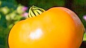 Новинки ТОМАТОВ 2022 / Сорта и гибриды, хит сезона. Биф Пинк,  Владимир Великий, F1 Слот и др.