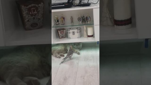 Попугай достал кошку.... смотреть онлайн