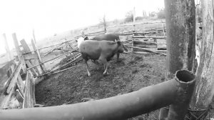 Забой быков // КРС // Жизнь в деревне.