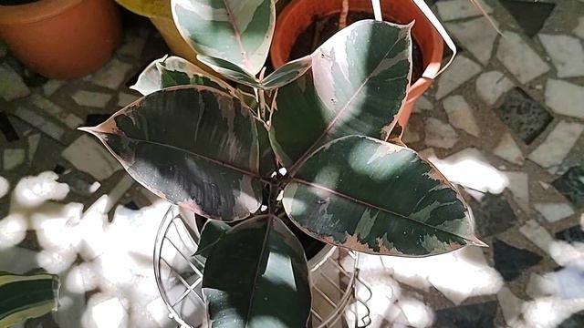 Ficus Elastica Ruby#Rubber plant Variegated#Care# смотреть онлайн