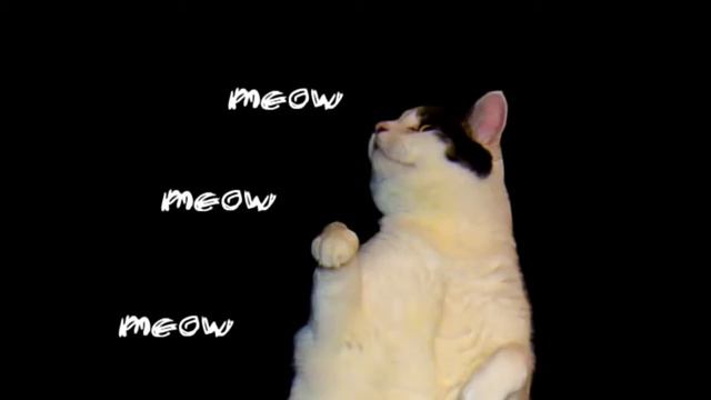 [ Stop Motion ] The Kitty Cat Dance