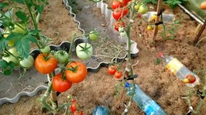 Томат Благовест