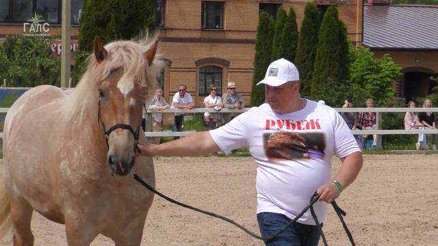 СОВЕТСКИЙ ТЯЖЕЛОВОЗ кобыла РАМОНА ИППОсфера 2022 Парад пород