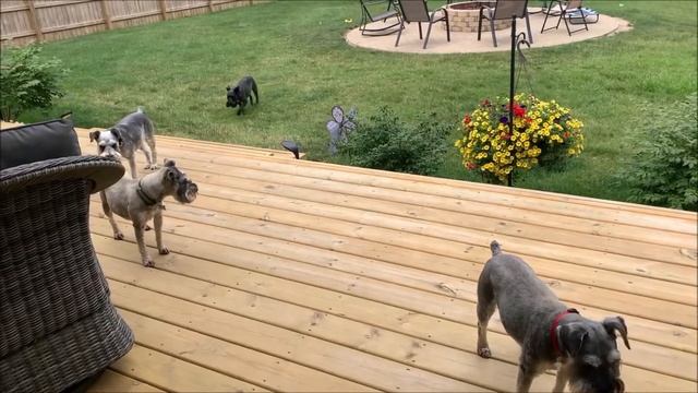 My Stubborn Schnauzer | Life With 7 Schnauzers