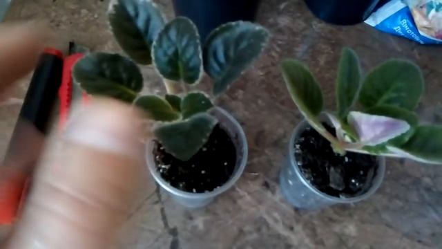 Как на 300% увеличить коллекцию фиалок Простой способ смотреть онлайн