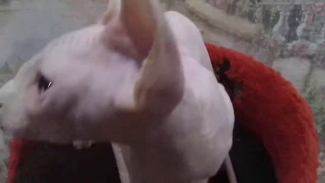 Gamlet смотреть онлайн