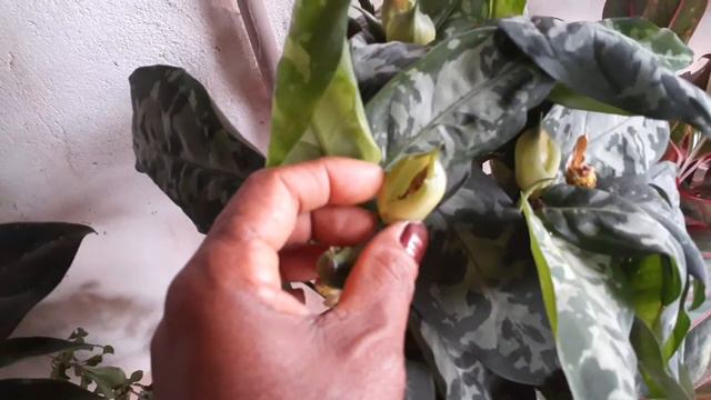 Dicas de cultivo das aglaonemas смотреть онлайн